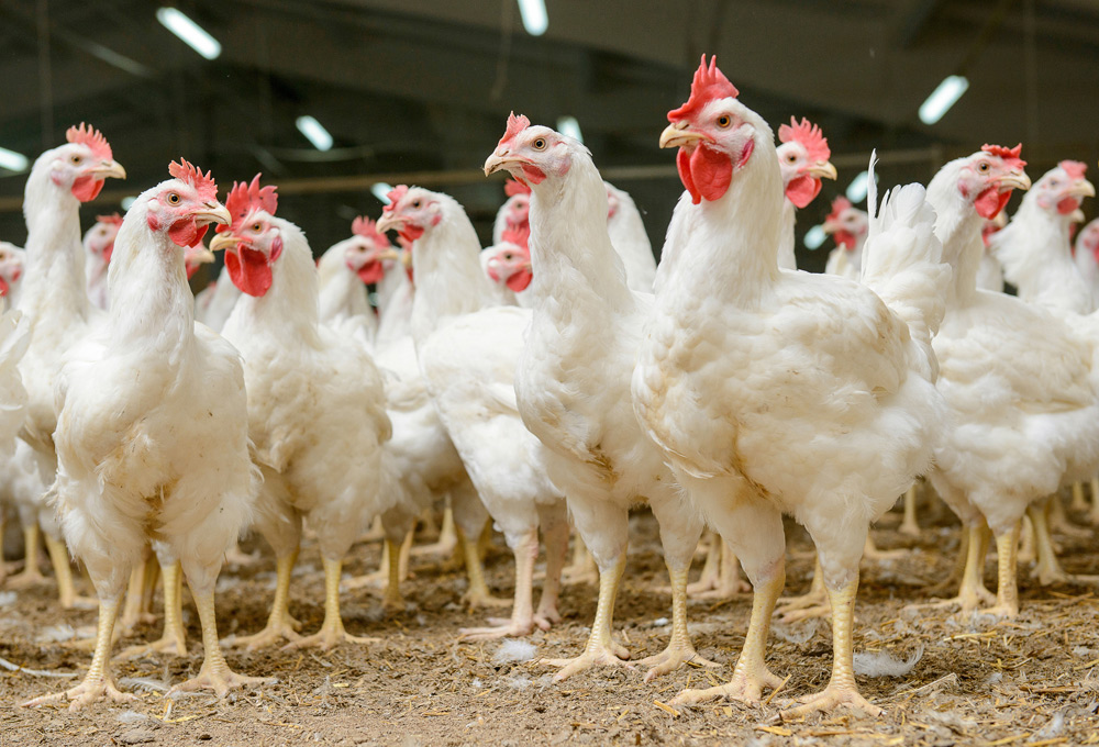 A Review of Coccidiostat Residues in Poultry