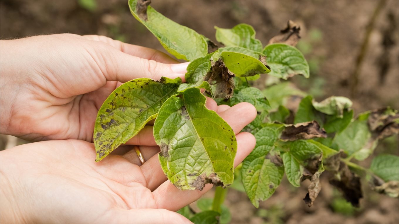 The impact of plant diseases