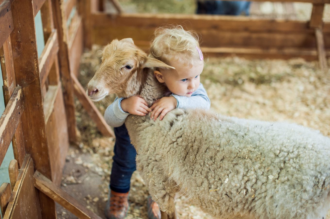 Meeting the animals at a petting farm | safefood education