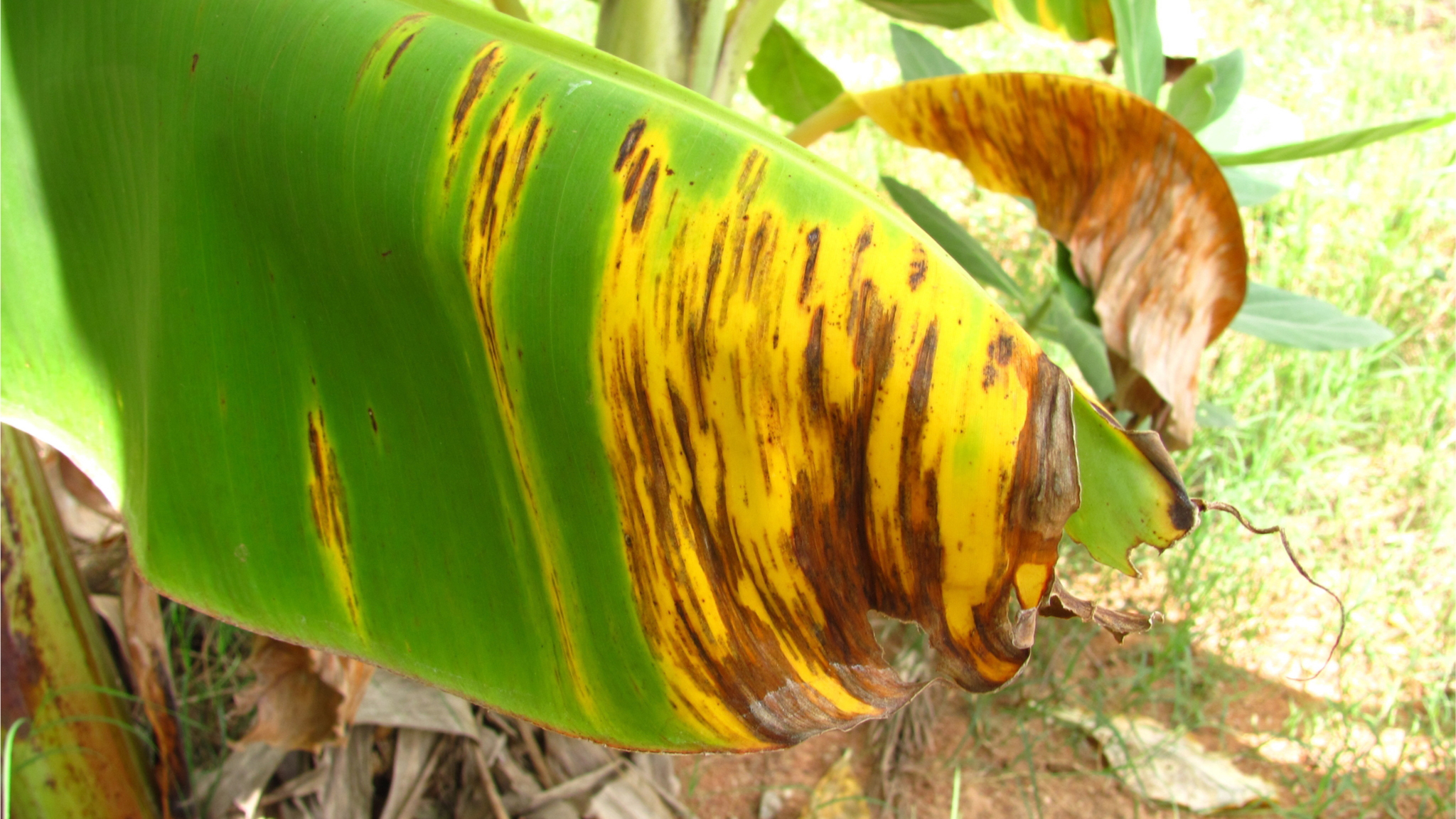 Banana plant with Panama disease
