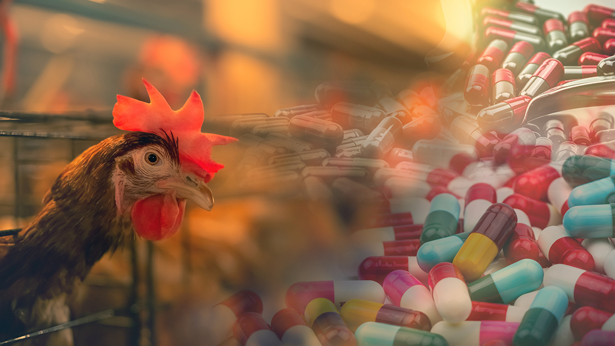Tackling the crisis of antimicrobial resistance from farm to fork