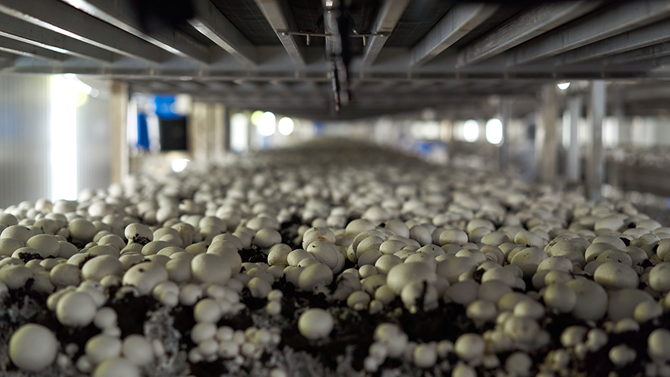 Incidence and survival of potential human pathogens in the production of the common cultivated mushroom