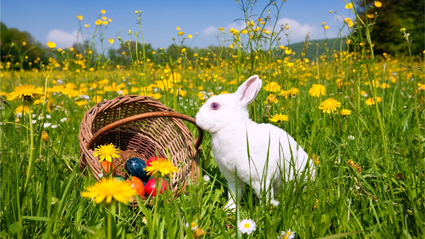 Easter bunny with a basket of eggs