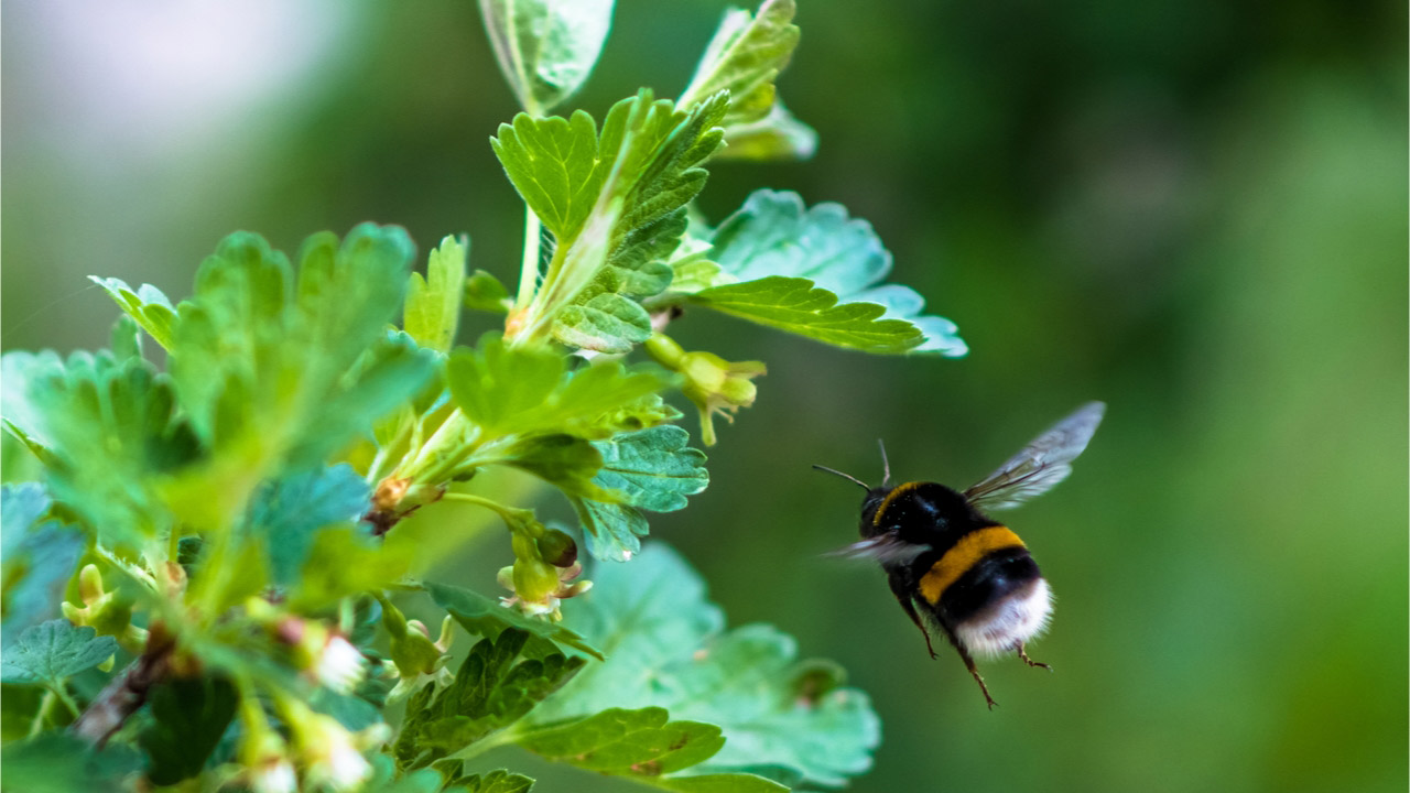 What exactly do we mean by food security?