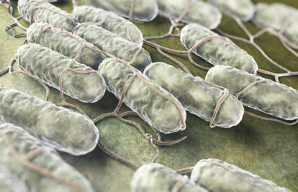 Salmonella in pork on the island of Ireland