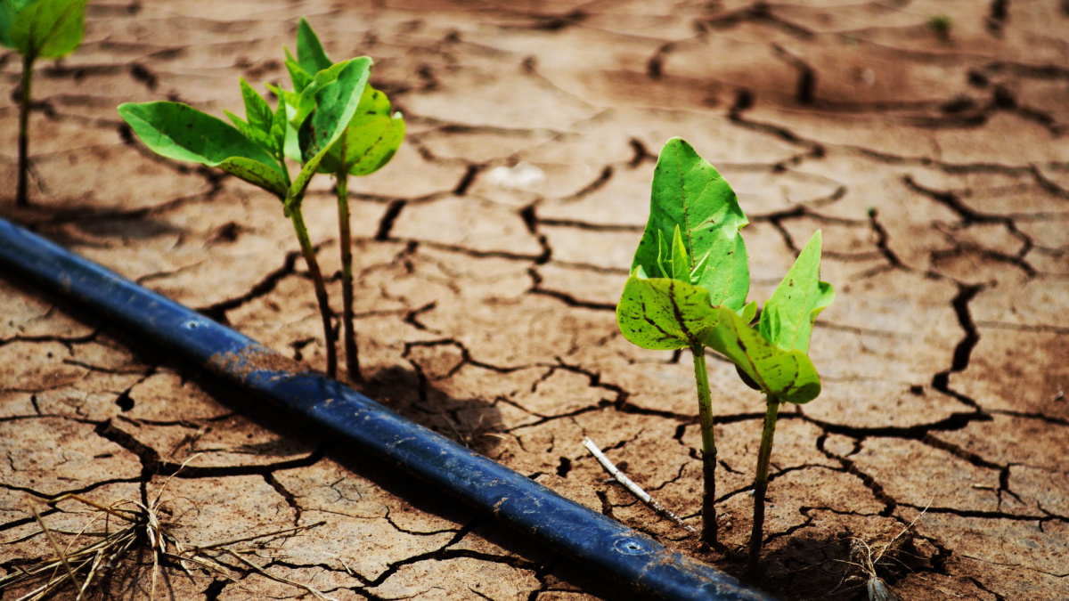 The challenge of food security in the 21st Century