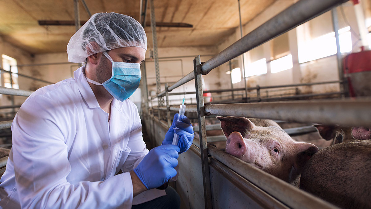 Vet preparing to inject pig with antibiotic
