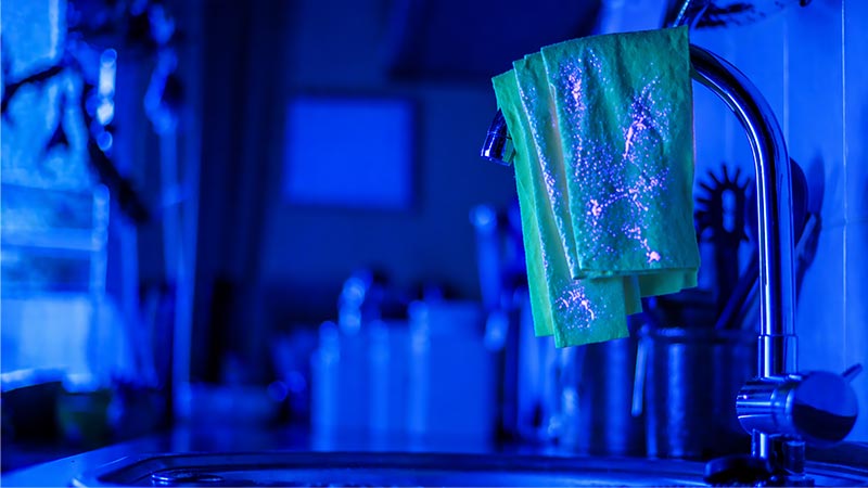 Dishcloth under UV light showing areas of bacterial contamination in pink