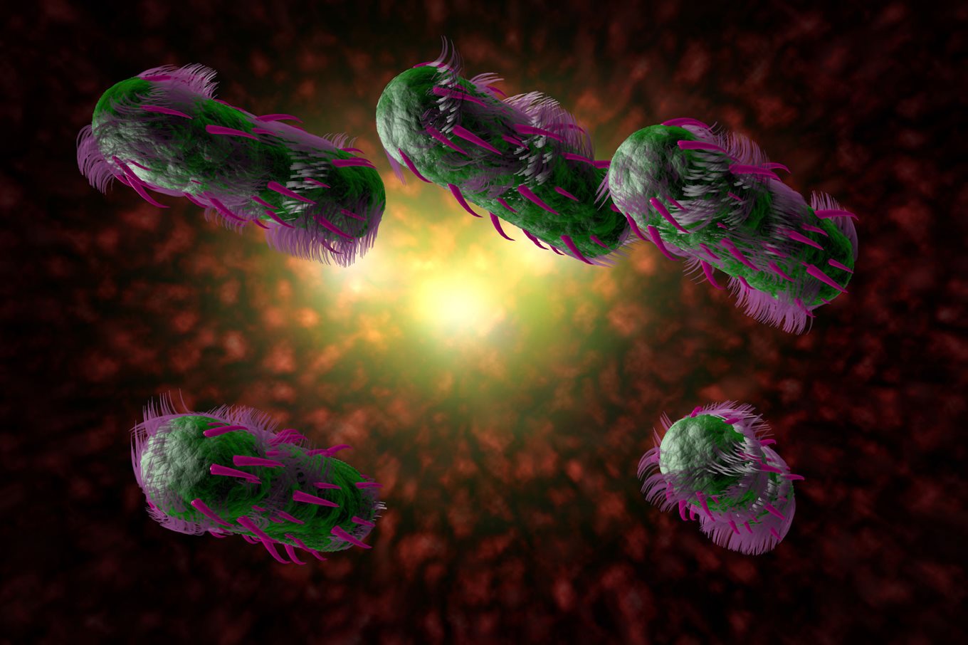 E. coli bacteria under the microscope