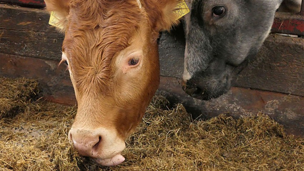 Changing attitudes to antimicrobial use on the farm