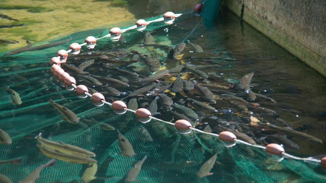 Fish farm