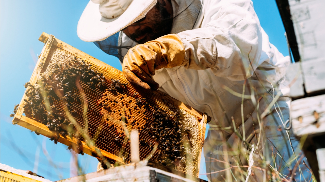 Funny honey: lifting the lid on honey fraud